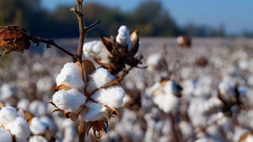 What Are The Most Common Cotton Clothes 520x293