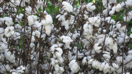 Which Is The Cheapest Cotton In The World 520x293
